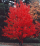 Acer rubrum.png